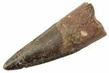 Fossil Spinosaurus Tooth - Real Dinosaur Tooth #360199-1